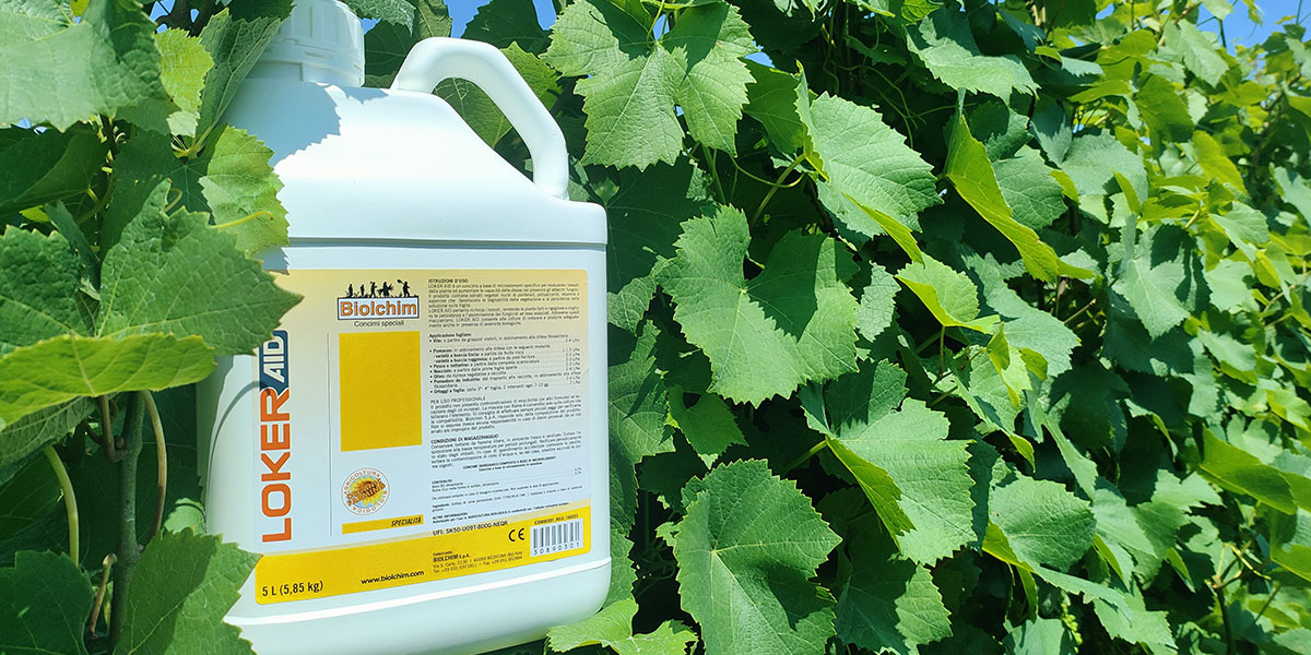 Loker® aid: piante forti e produttive con l’integrazione della nutrizione